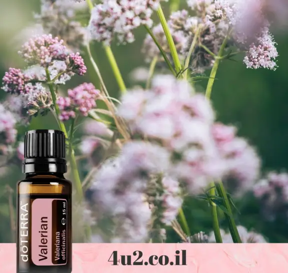 ואלריאן , שמן אתרי טהור