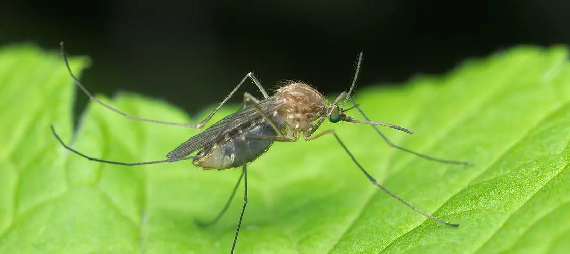 nile virus mosquito